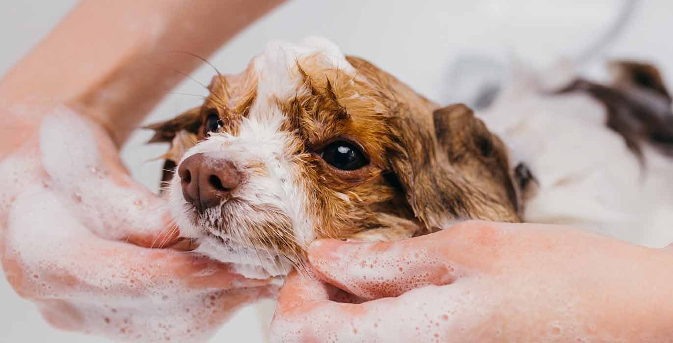 Gentle Safe Pet Grooming | Idlewire Pet Care
