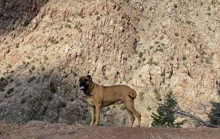 Idlewire Mountain Dog Adventures
