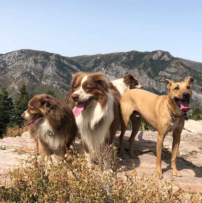 Mountain Dog Adventure