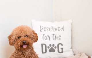 Reserved for The Dog