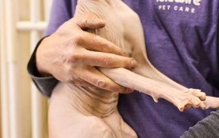 Caregiver holding hairless cat