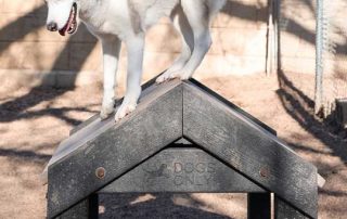 Husky on Dog Gym