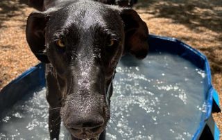 Lab in the Pool