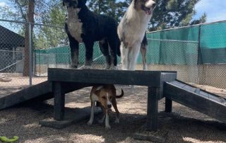 Three dogs in the Yard