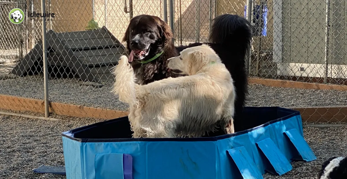 how to choose the right doggy daycare in ogden dogs playing