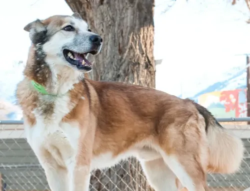 How to Choose the Right Doggy Daycare in Ogden