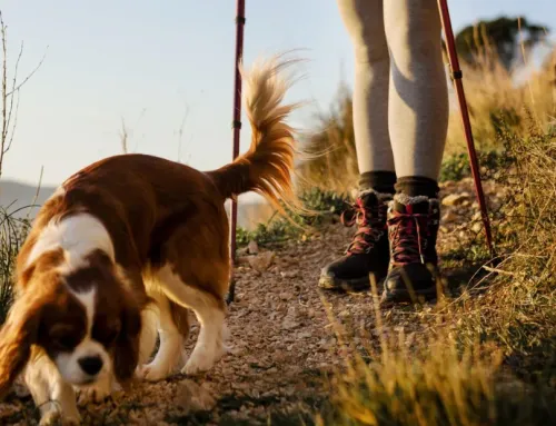 Top Dog-Friendly Trails and Outdoor Adventures Near Ogden