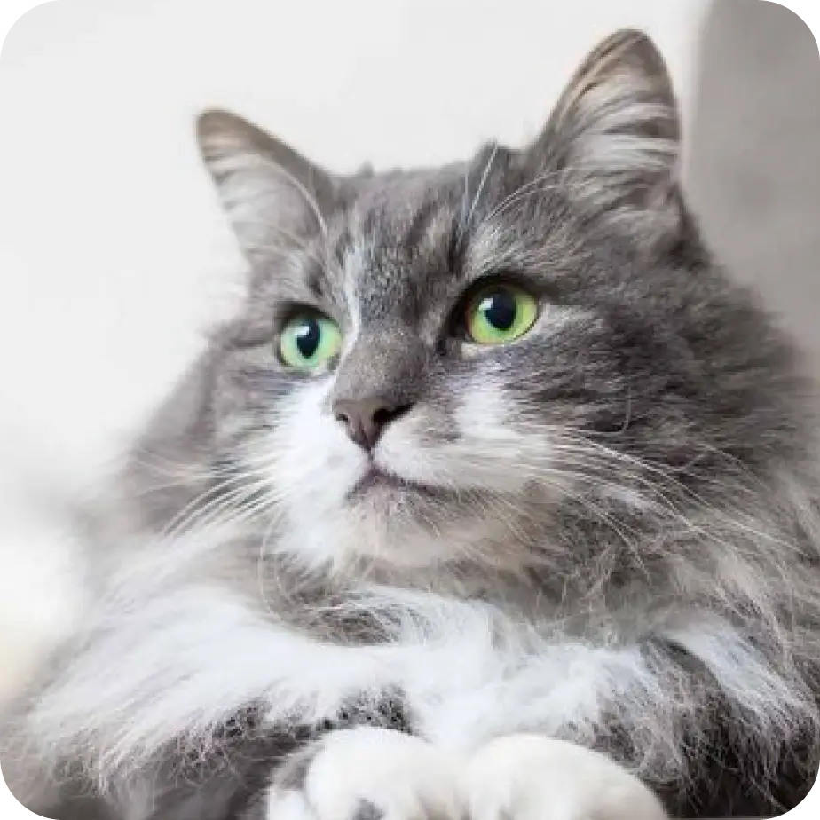 cat posing idlewire ogden