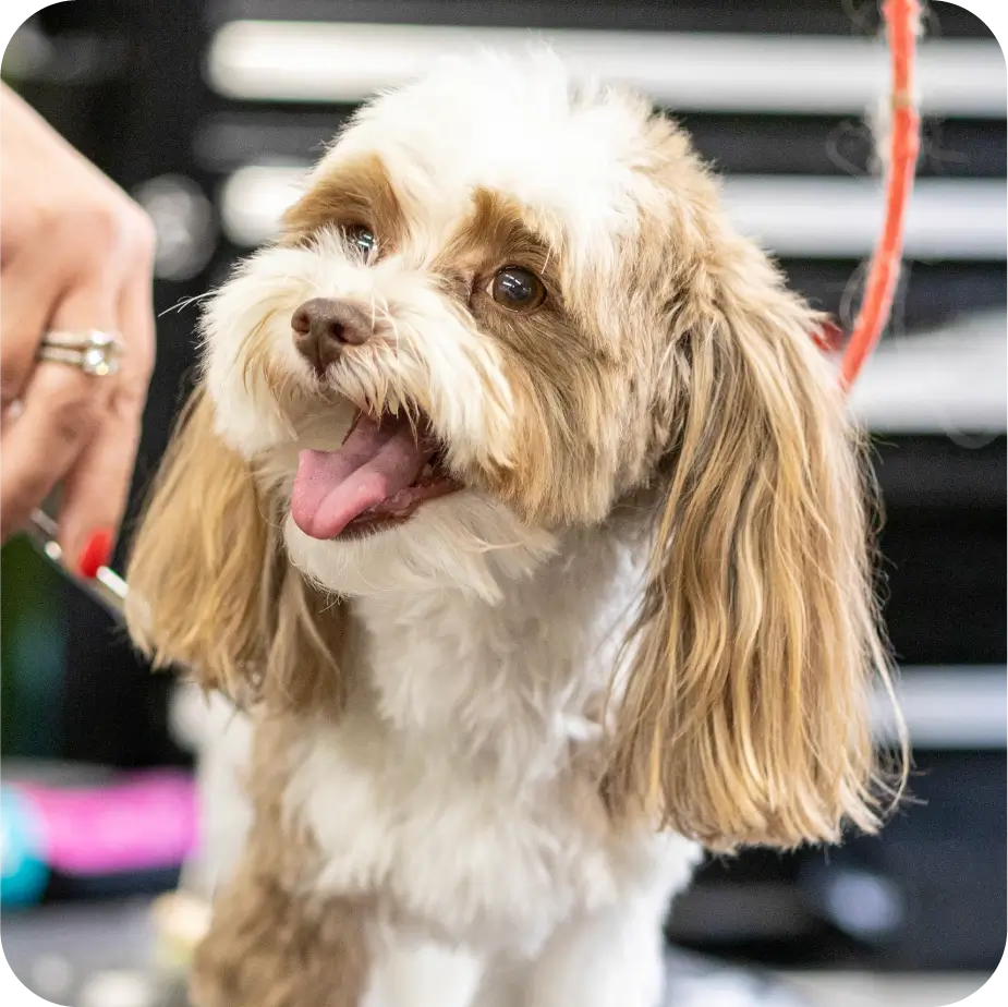 dog getting groomed