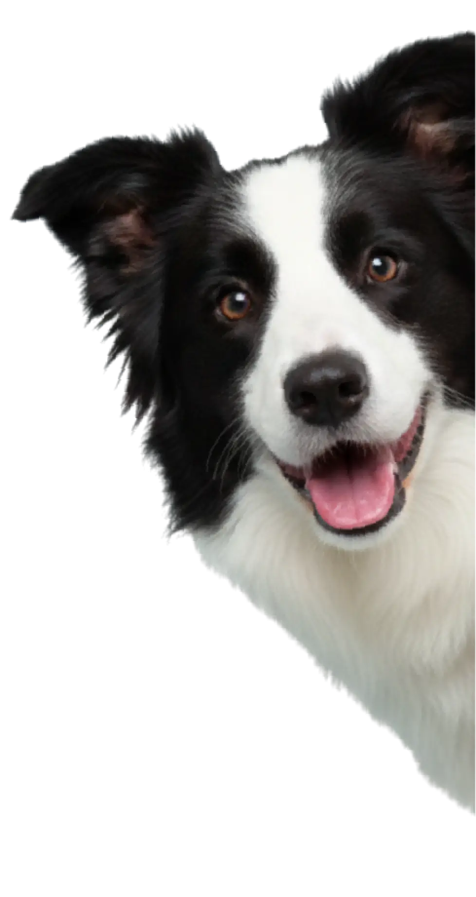 Right_Dog@2x
