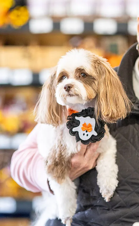 certified-groomers-pet-grooming-idlewire