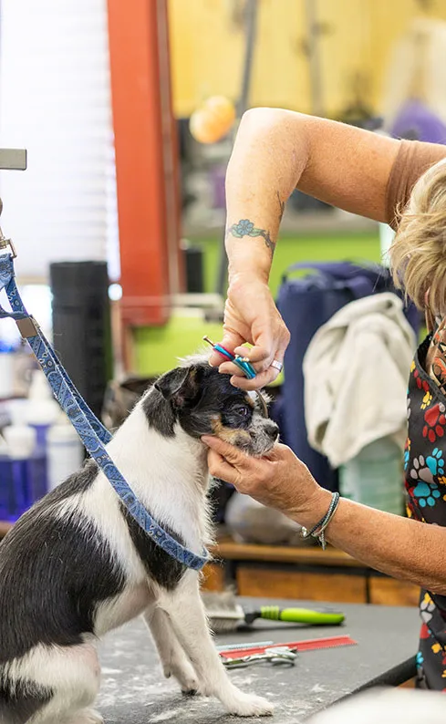 gentle-handling-pet-grooming-idlewire