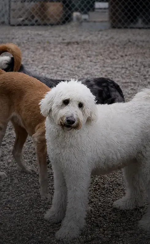 Dogs socializing in supervised outdoor yard area in Ogden