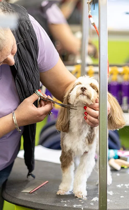 modern-equipment-pet-grooming-idlewire