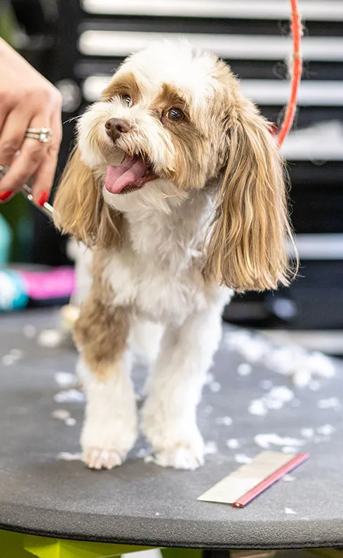 one-on-one-care-pet-grooming-idlewire