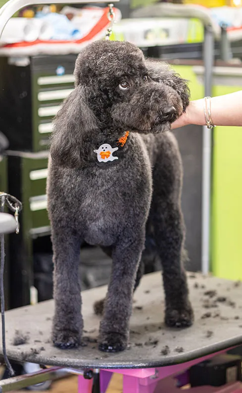 pet-comfort-pet-grooming-idlewire