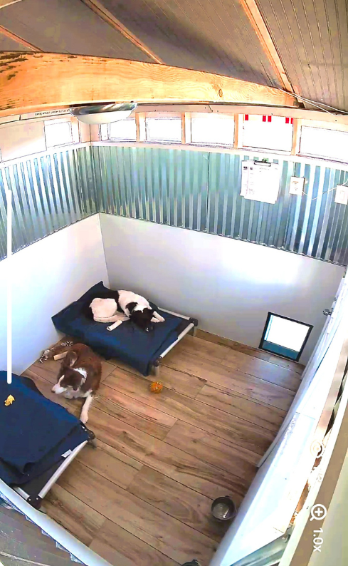Dogs in luxury lodging cozy cabins with 24/7 live camera access at Idlewire