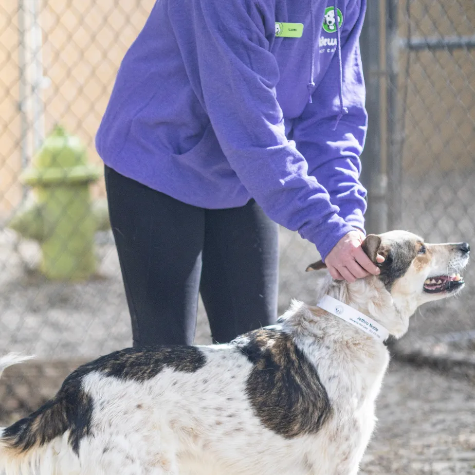 animal caretaker petting a dog