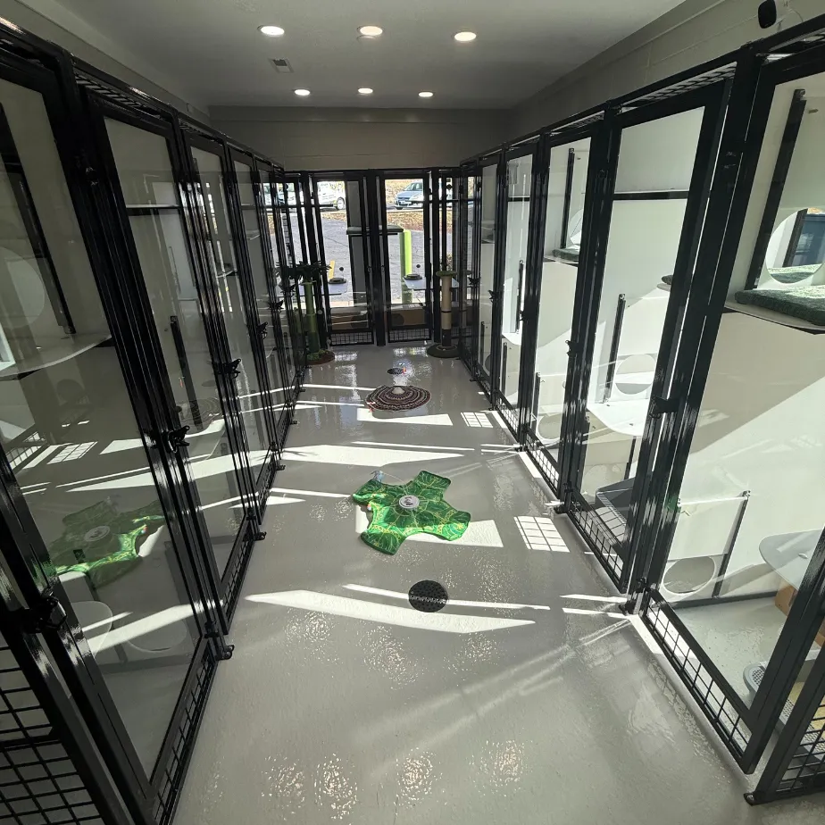 cat boarding window condos