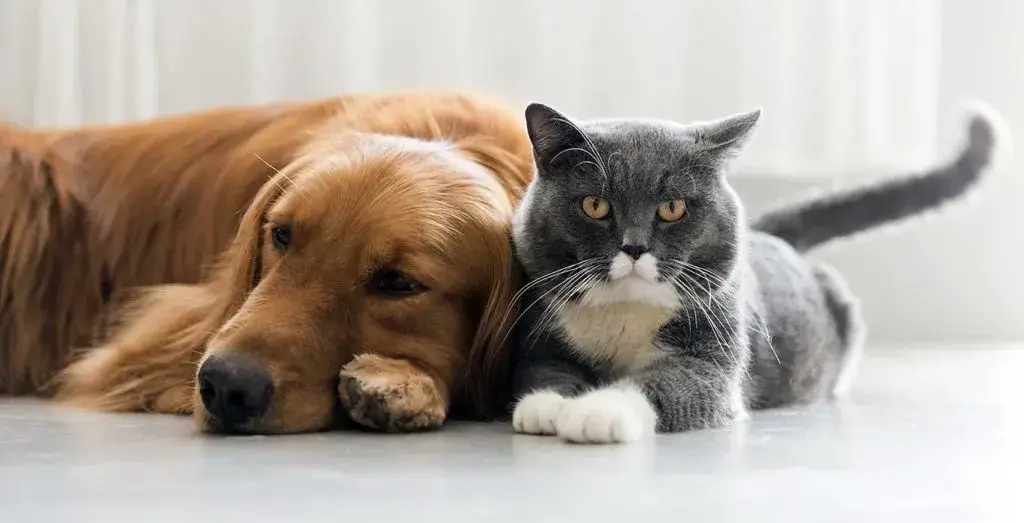 dog-cat-snuggling