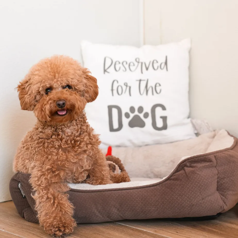 dog inside cozy cabin luxury lodging
