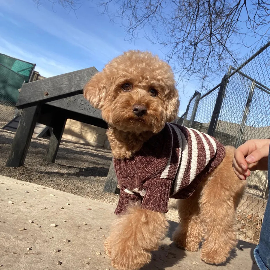 dog looking at the camera wearing jersey