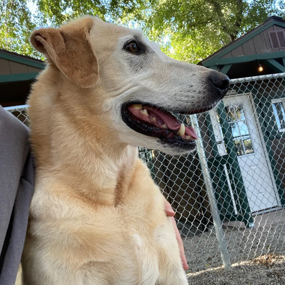 dog looking far outdoor