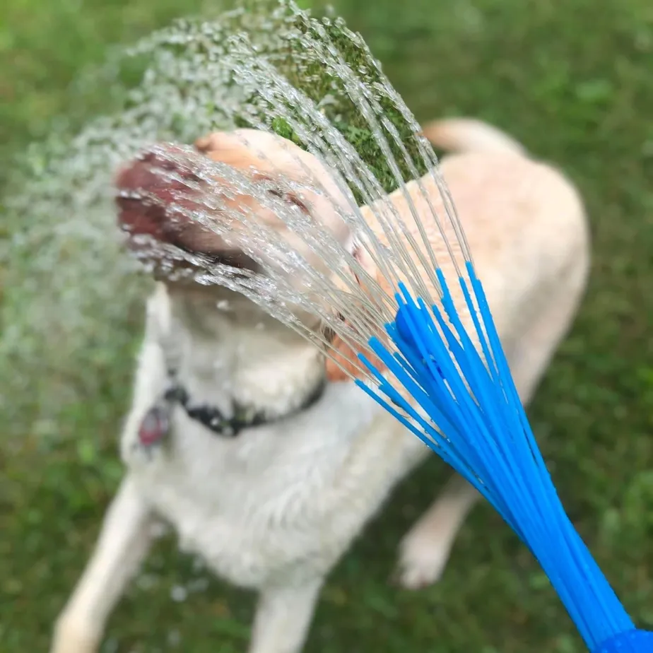 dog playing with water hose in summer