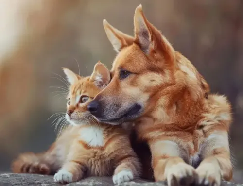 Dogs and Cats Experience Stress Very Differently – Here’s How to Tell