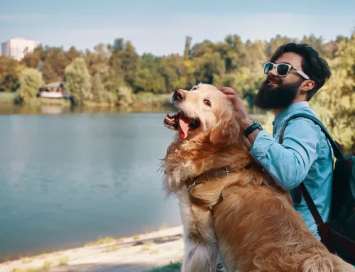 Pet Travel in 2026: What Ogden Dog Owners Need to Know