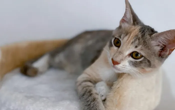 cat boarding facilities in Ogden