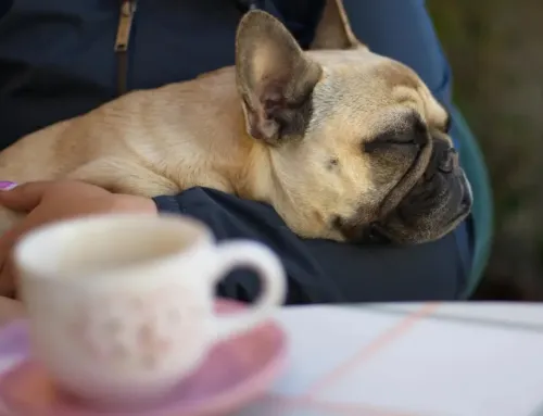 Dog-Friendly Cafes & Restaurants in Ogden for You and Your Pup