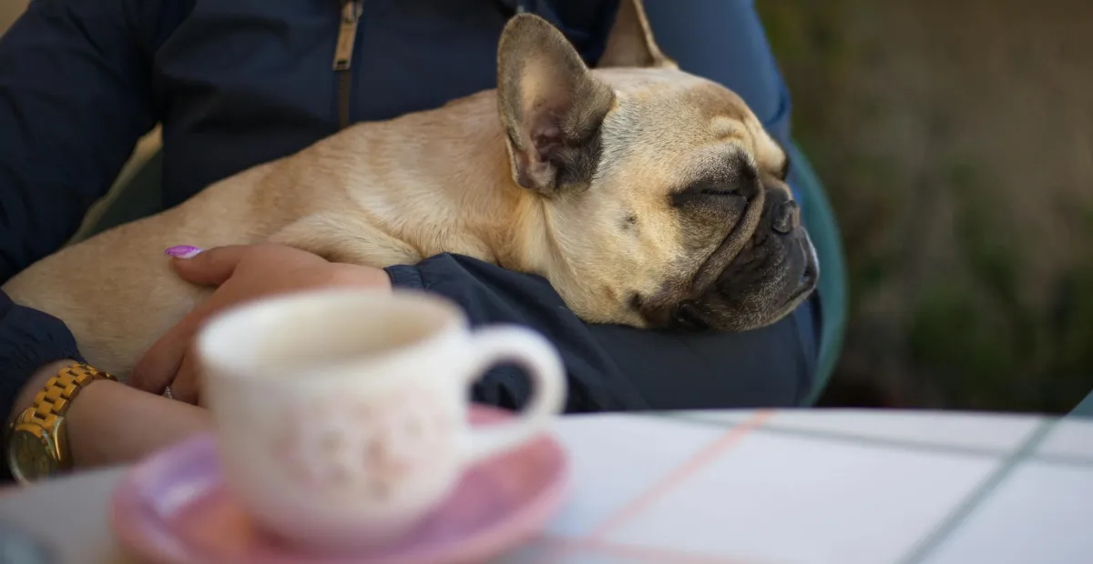 dog sitting in the lap with the coffee in front of him
