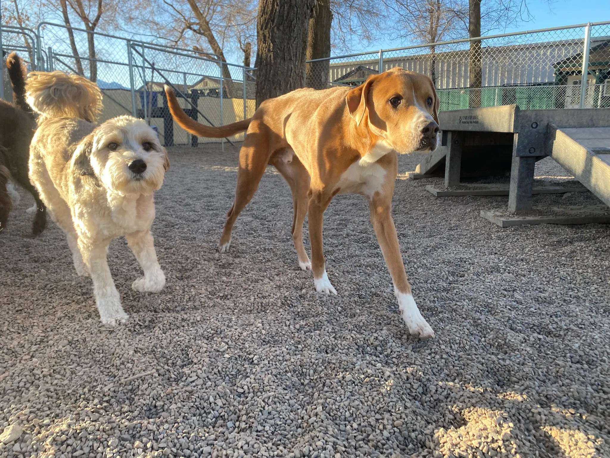 dogs walking in Idlewire's backyard in Ogden Utah