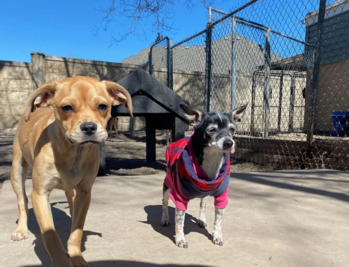 Dog Boarding, Daycare & Grooming Near Layton, UT – Pet Parents’ Guide