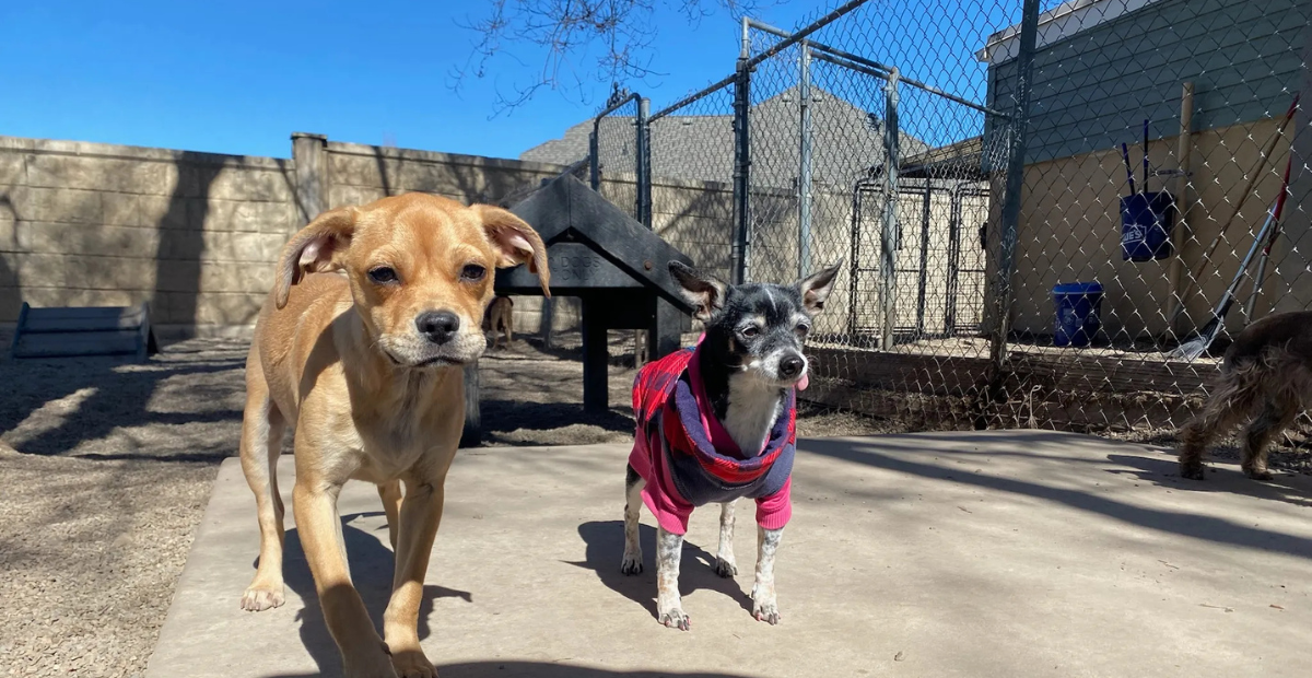 dogs walking in the backyard of Idlewire Pet Care in Ogden