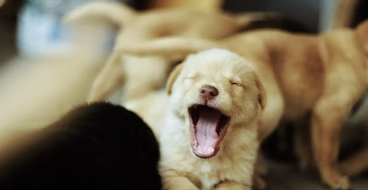 puppy yawning