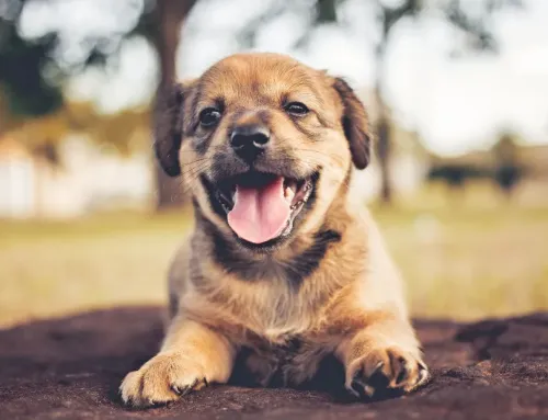 Dog Daycare for Puppies in Ogden: When Can Your Pup Start?