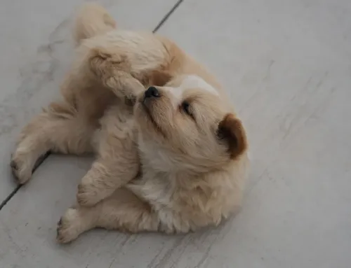 How to Tell If Your Dog Has Fleas: 7 Signs You Should Never Ignore