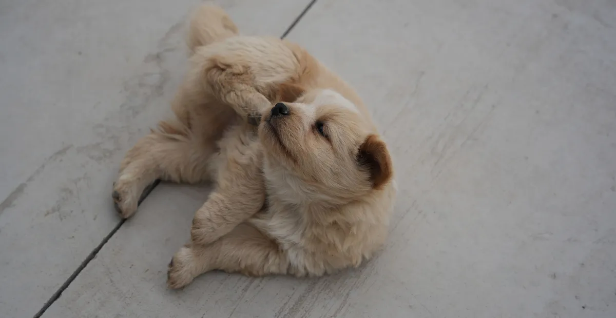 Small fluffy dog with fleas scratching its neck with its hind leg