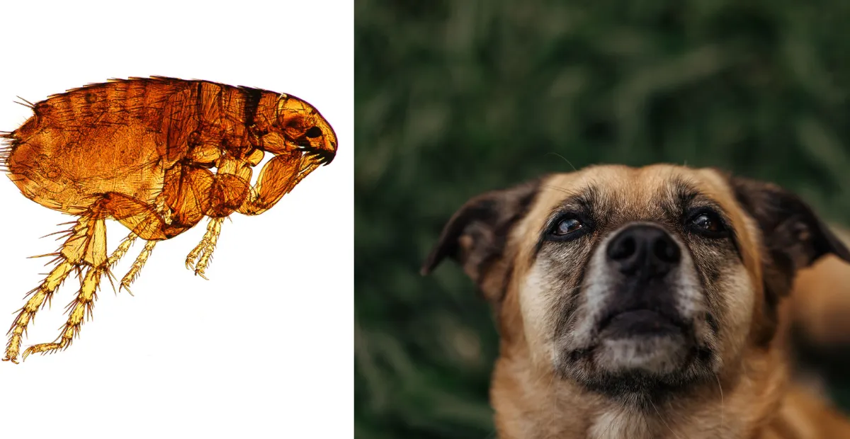 dog flea on the side and dog next to it