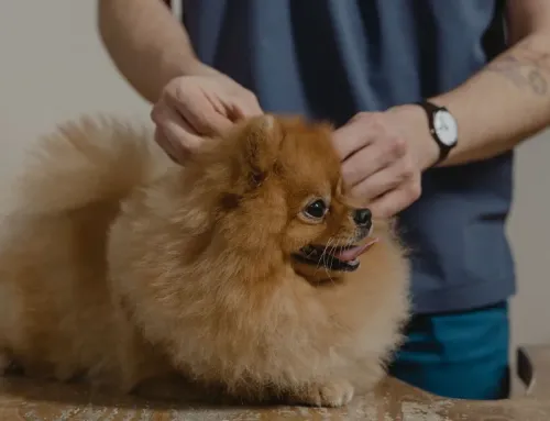 Which Vaccines Are Required for Dog Boarding in Ogden? A Complete Guide