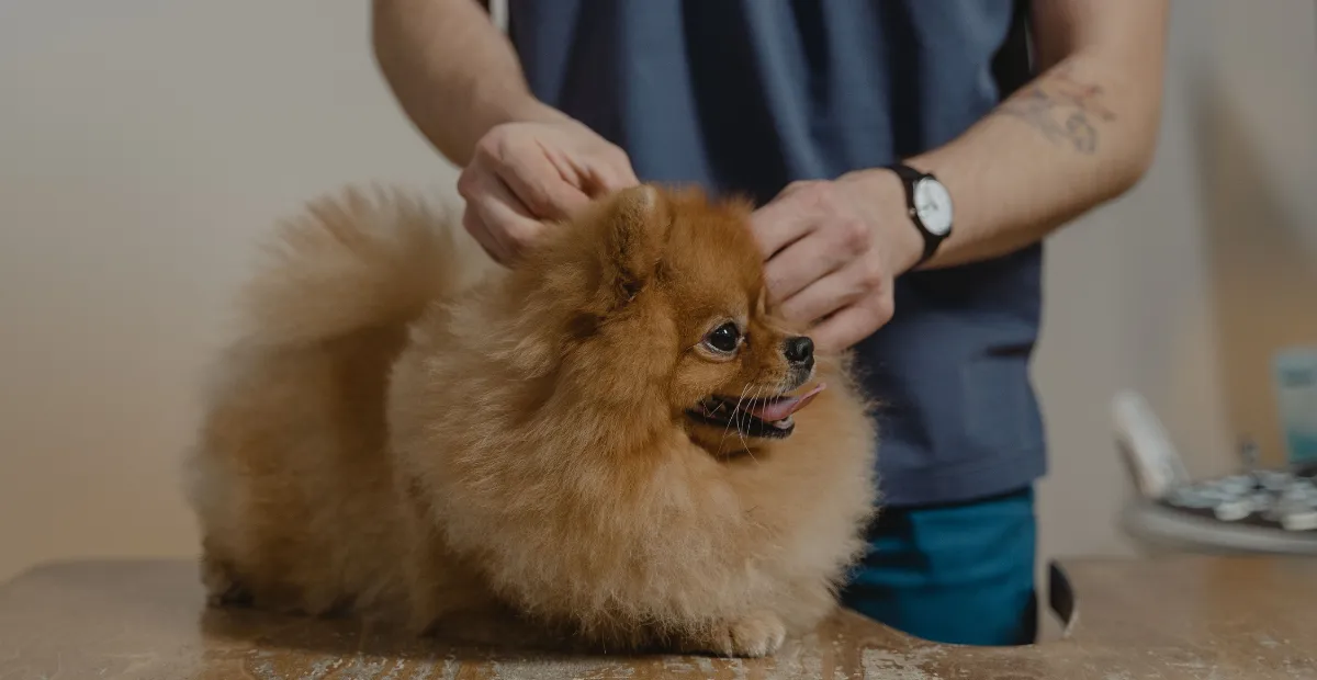 dog getting vaccinated at the vet appointment