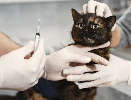 What Are the Cat Boarding Vaccine Requirements in Ogden? The 2 Shots Your Cat Needs