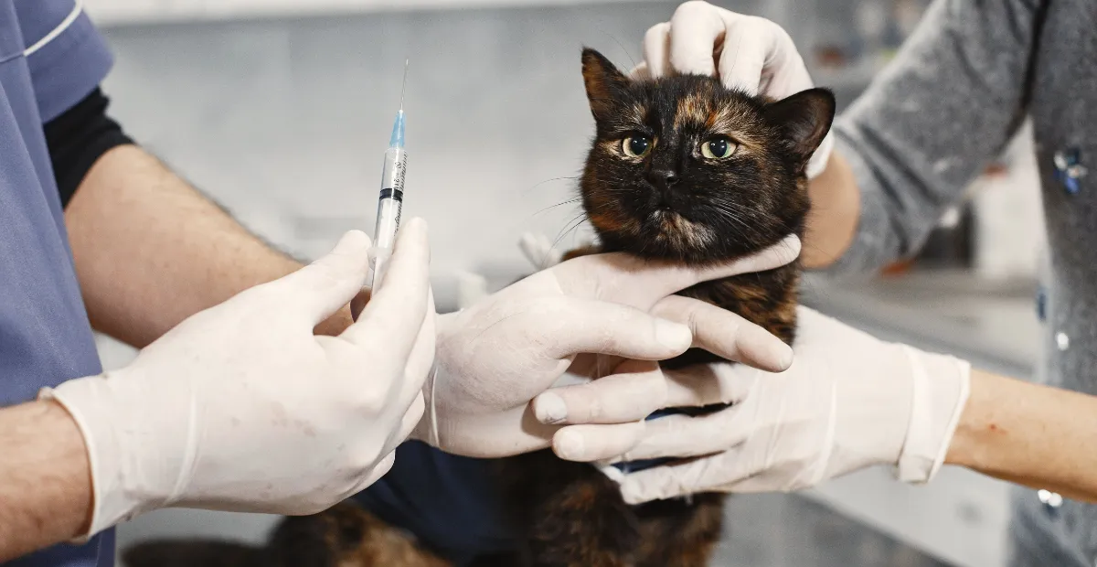 cat looking at the syringe about to get vaccinated
